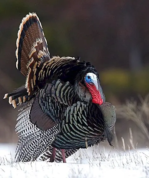 Где фраза, выходящая из «холодной Турции», приходит из