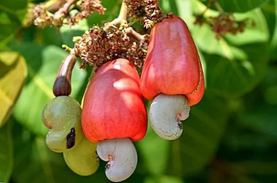 Почему кешью не продаются потребителям в их раковинах и почему фисташки, используемые для окраски красным