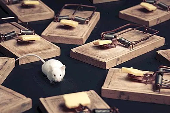 Почему определенные типы ловушек называются «ловушками для ловушек»