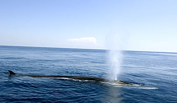 Почему люди едят китов?