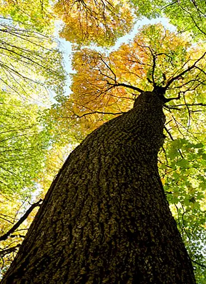 Почему мы стучаем по дереву?