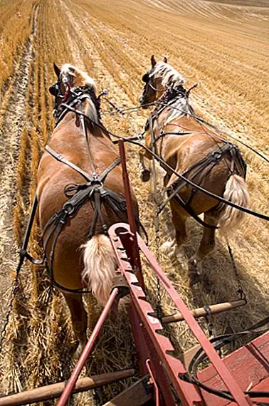 Почему двигатели обычно измеряются в лошадиных силах