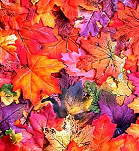 Почему листья меняют цвет осенью