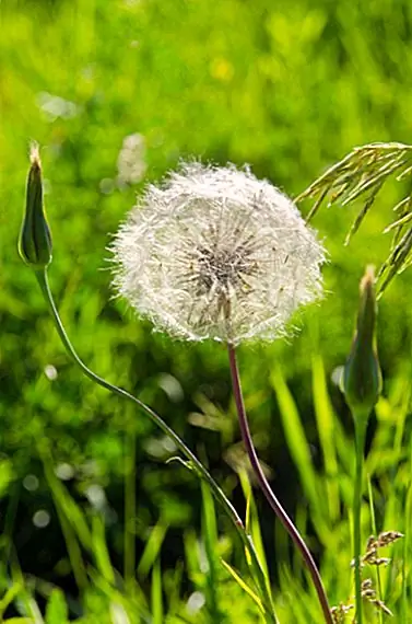 Почему некоторые растения являются сорняками и другими?