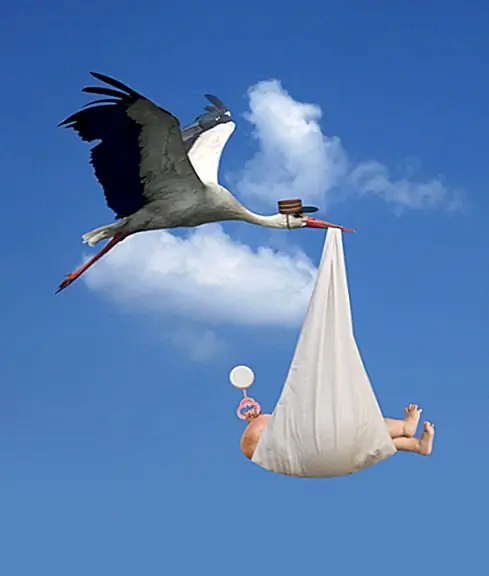 Почему аисты связаны с доставкой младенцев