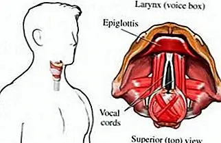 Почему голоса писк во время полового созревания