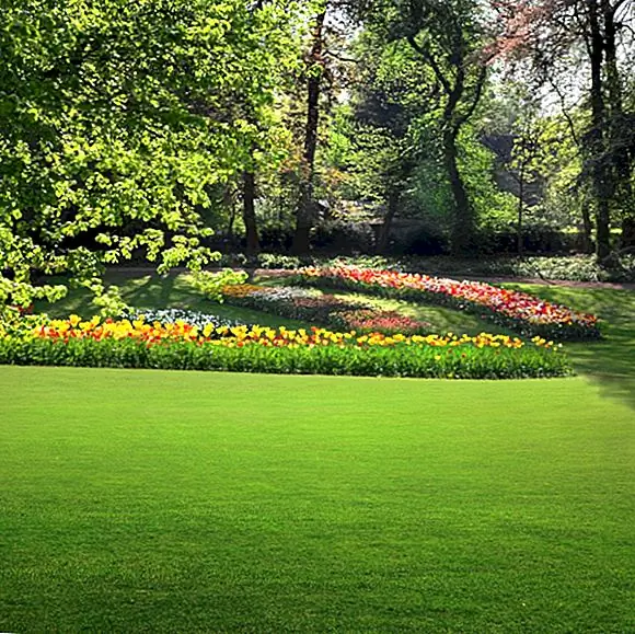 Почему у нас есть травяные лужайки