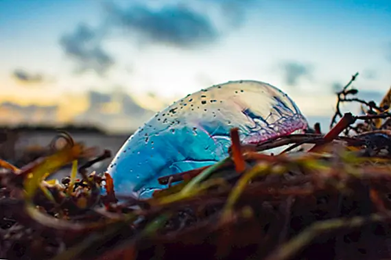 Преподобная пирамида (The BrainFood Show Episode 3)