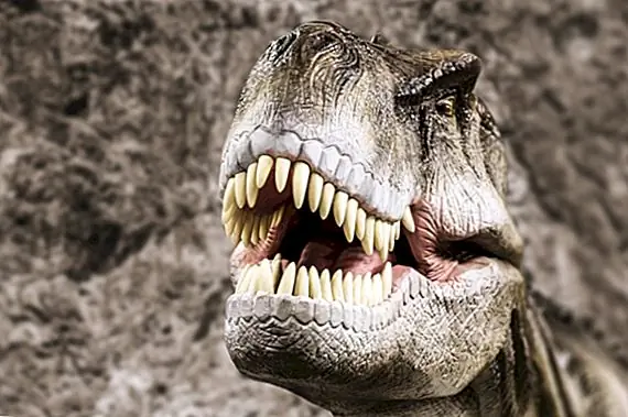 Правда ли, что T-Rex не мог увидеть вас, если вы не двигались?