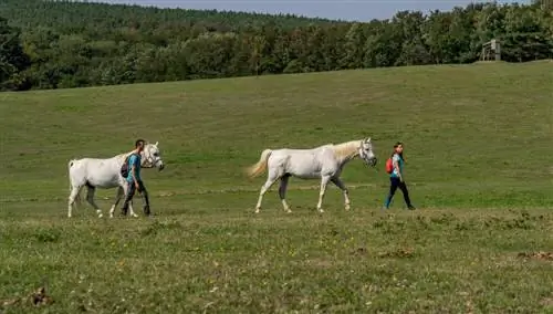 Кёсег