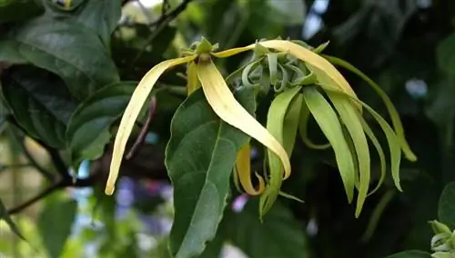 Иланг-Иланг