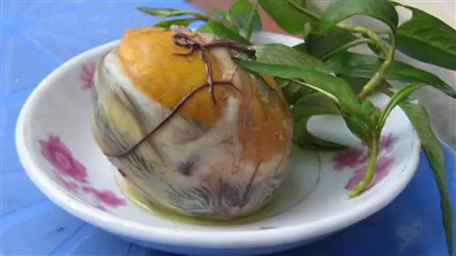 Удивительные продукты, опасные продукты, уникальные продукты - осмелитесь ли вы их попробовать?