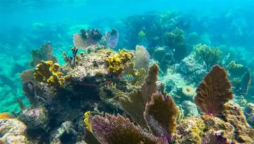 коралловый риф