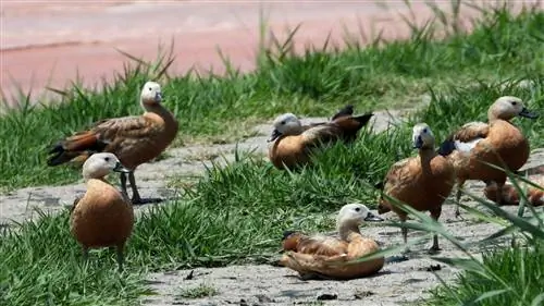 5 мест в Турции, которые порадуют любителей наблюдения за птицами