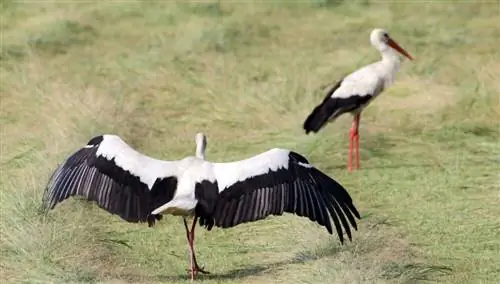 Птичий туризм в Турции