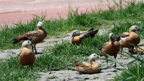 5 мест в Турции, которые порадуют любителей понаблюдать за птицами