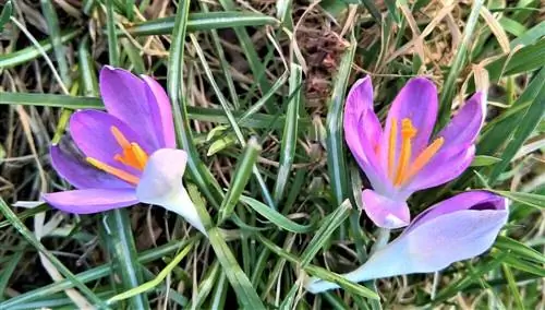 Шафрановая Роза