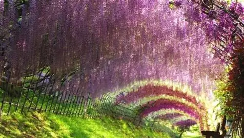 Туннель Глициния