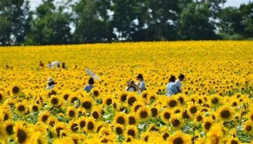 Подсолнухи