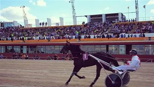 ТРОТ Майорка