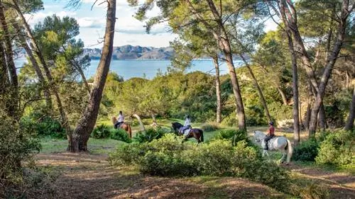 Майорка, идеальное место для любителей конного туризма