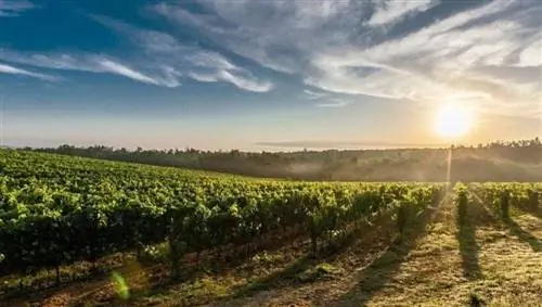 Виноградники. Река Гвадиана