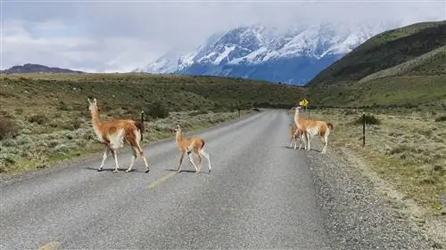 Лучшее направление мирового приключенческого туризма - Чили!