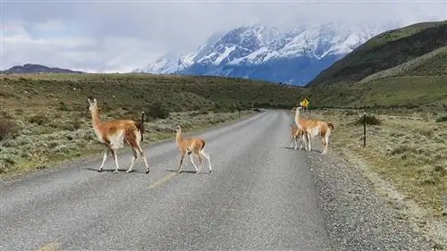 Лучшее направление мирового приключенческого туризма - Чили