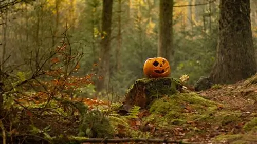 Три основных направления для любителей Хэллоуина: Ирландия, Мексика и США.