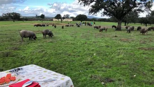 Дехеса. Блокировать