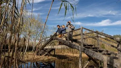 Наблюдение за птицами