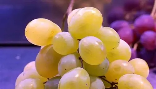 Мускат виноградный