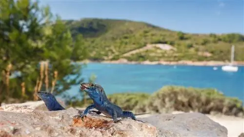 Кабрера