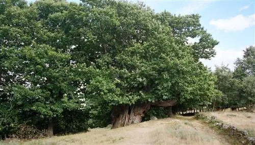 Каштан из Пумбариньоса