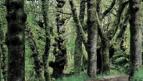 Фрага де Катасос