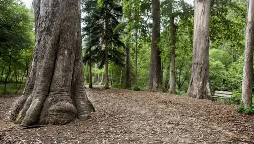 Соуто-да-Реторта