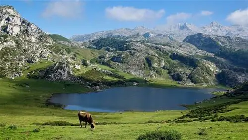 Кангас-де-Онис