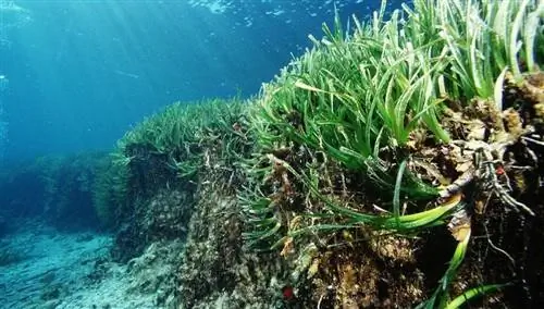 Посидония Океанская
