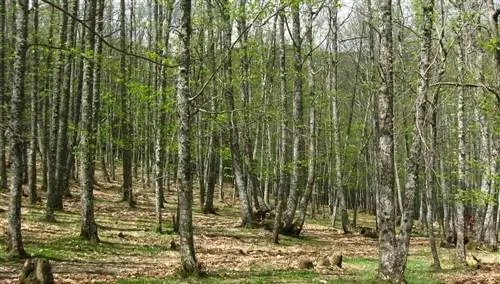Дрожащая каштановая роща