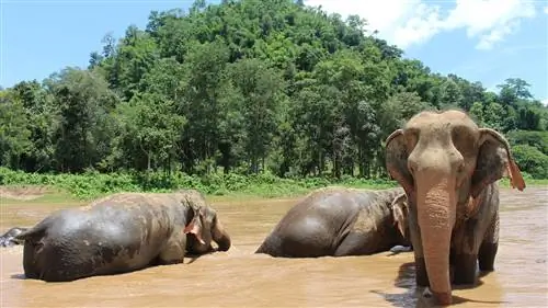 Вот что значит посетить слоновий заповедник в Чиангмае