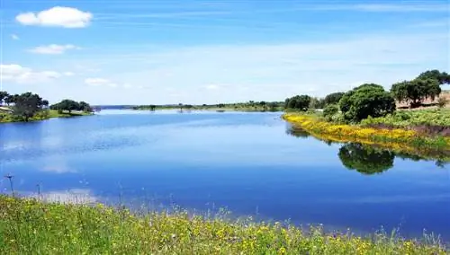 Алкева