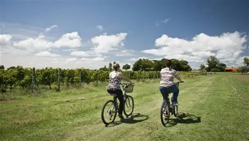 Виноградник, Уругвай