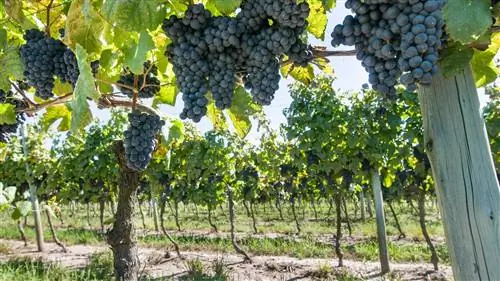 В марте в Уругвае отмечают праздник сбора винограда