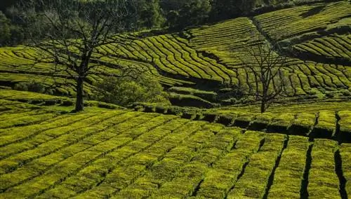 чайная плантация