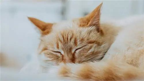 Кот