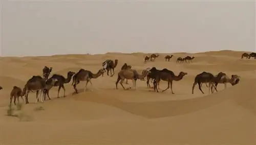Сахара Сахара