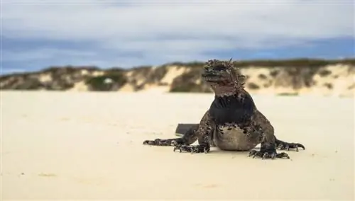 Галапагосские острова