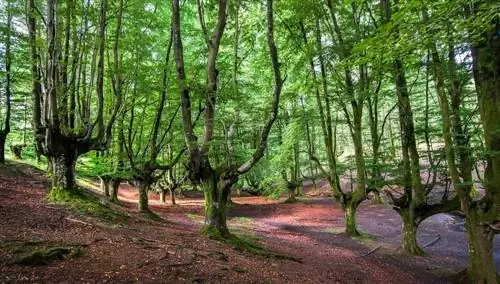 Страна Басков