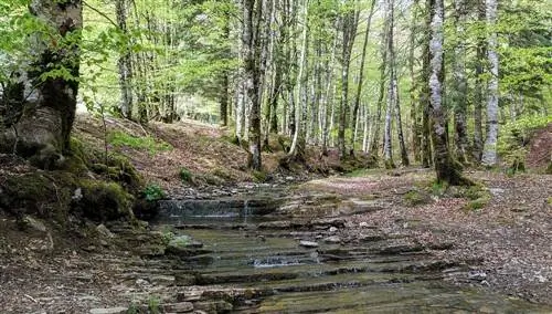 Фото Роделара. Источник Викисклад