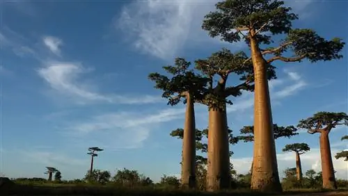 Баобабы